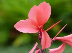 Wunderschöner Canna Indica Farbenmix - Rot , Gelb , Rosa - Sortenrein verpackt -Samen