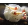 12x Baby Bee Shrimp Shelter braun Nano Deko Unterschlupf Garnelen Aquarium TOP
