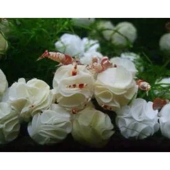 12x Baby Bee Shrimp Shelter braun Nano Deko Unterschlupf Garnelen Aquarium TOP