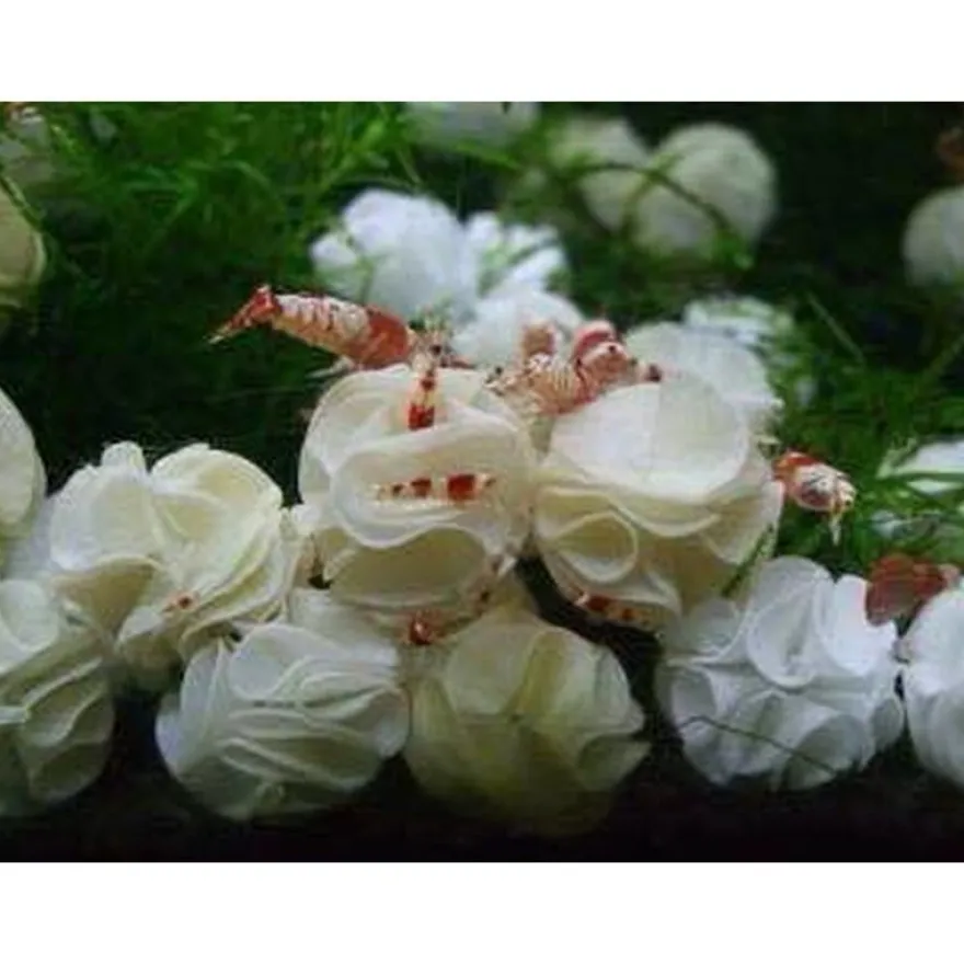 12x Baby Bee Shrimp Shelter braun Nano Deko Unterschlupf Garnelen Aquarium TOP
