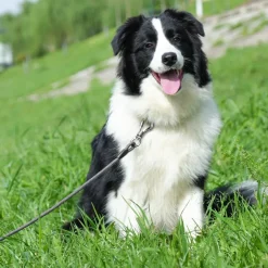 X XBEN Schleppleine für Hunde, 1.5M 12mm, starke Hundeleine mit gepolstertem